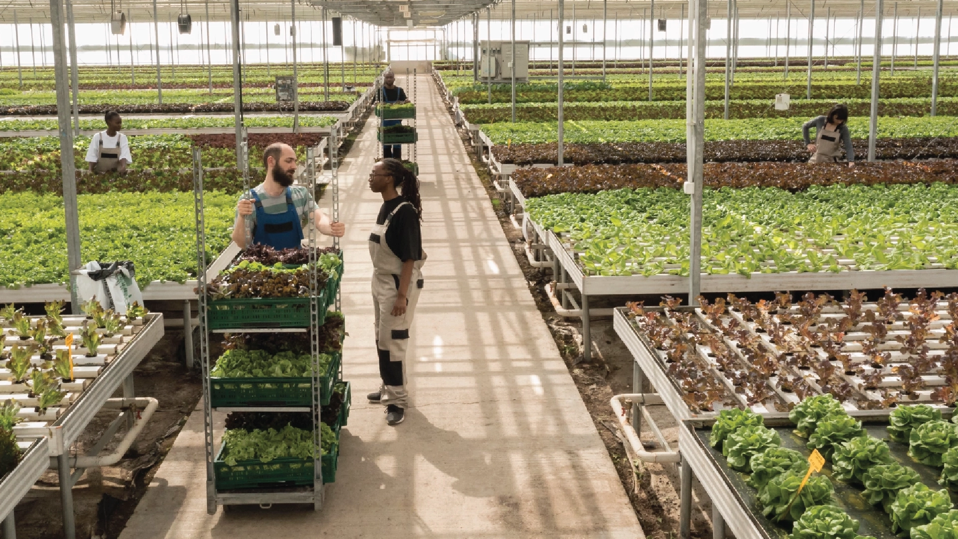 Best-greenhouse-farming-in-Duabi