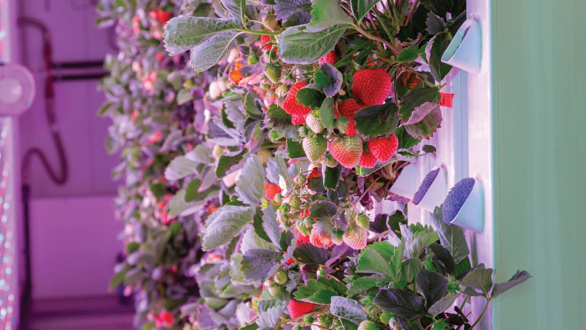 Strawberry-container-farming-in-UAE