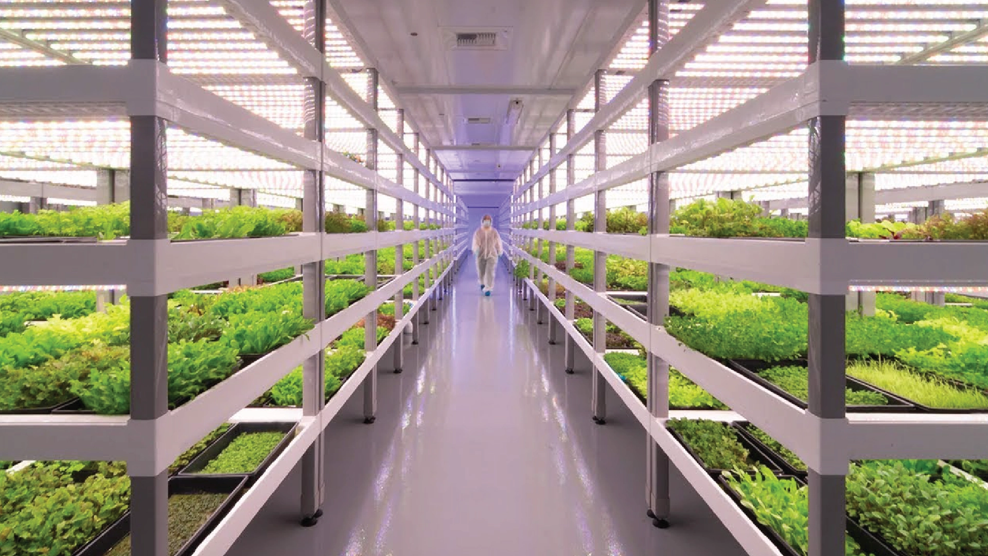 Top-vertical-farming-in-UAE