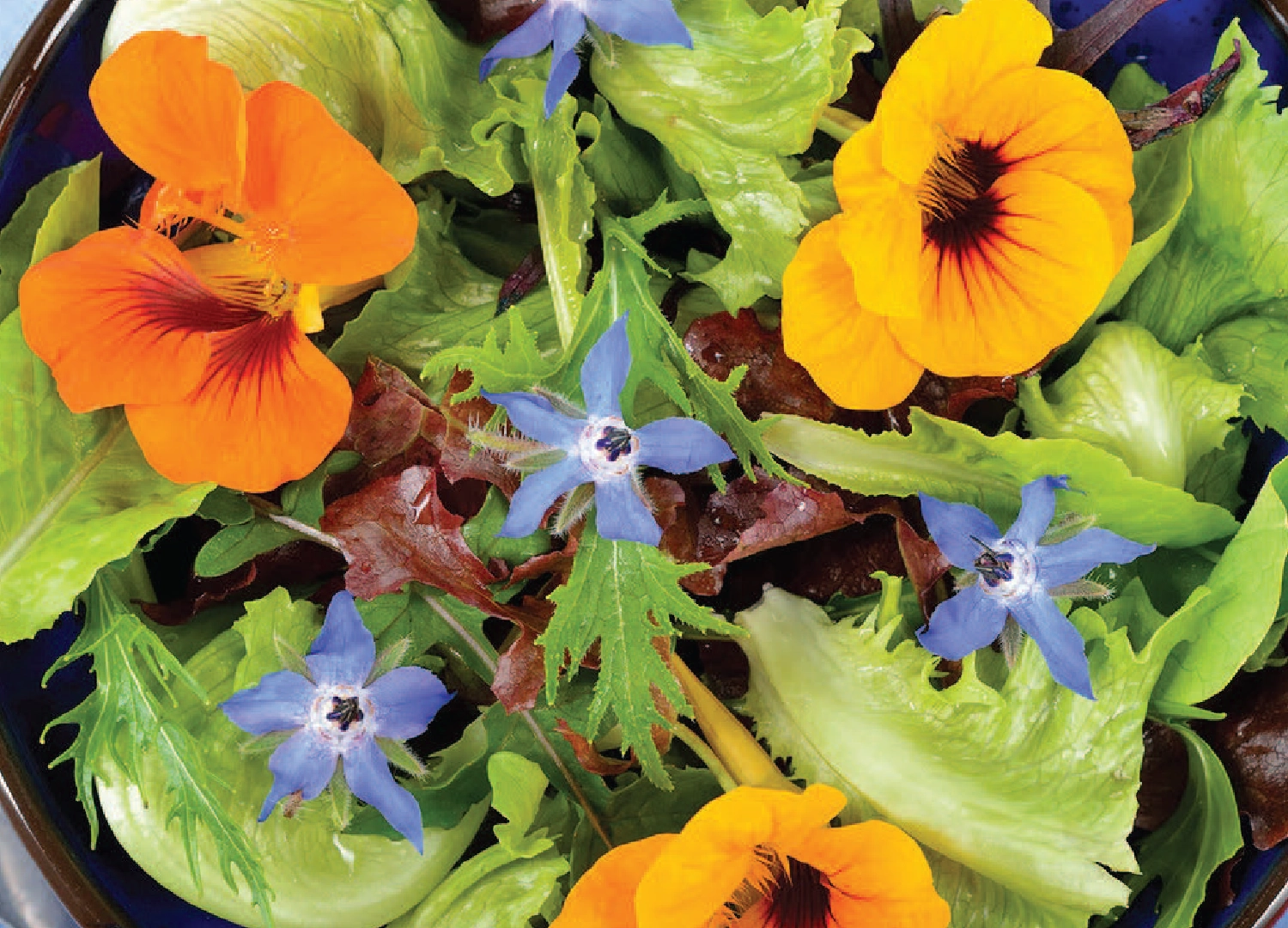 flowers-farming-in-UAE