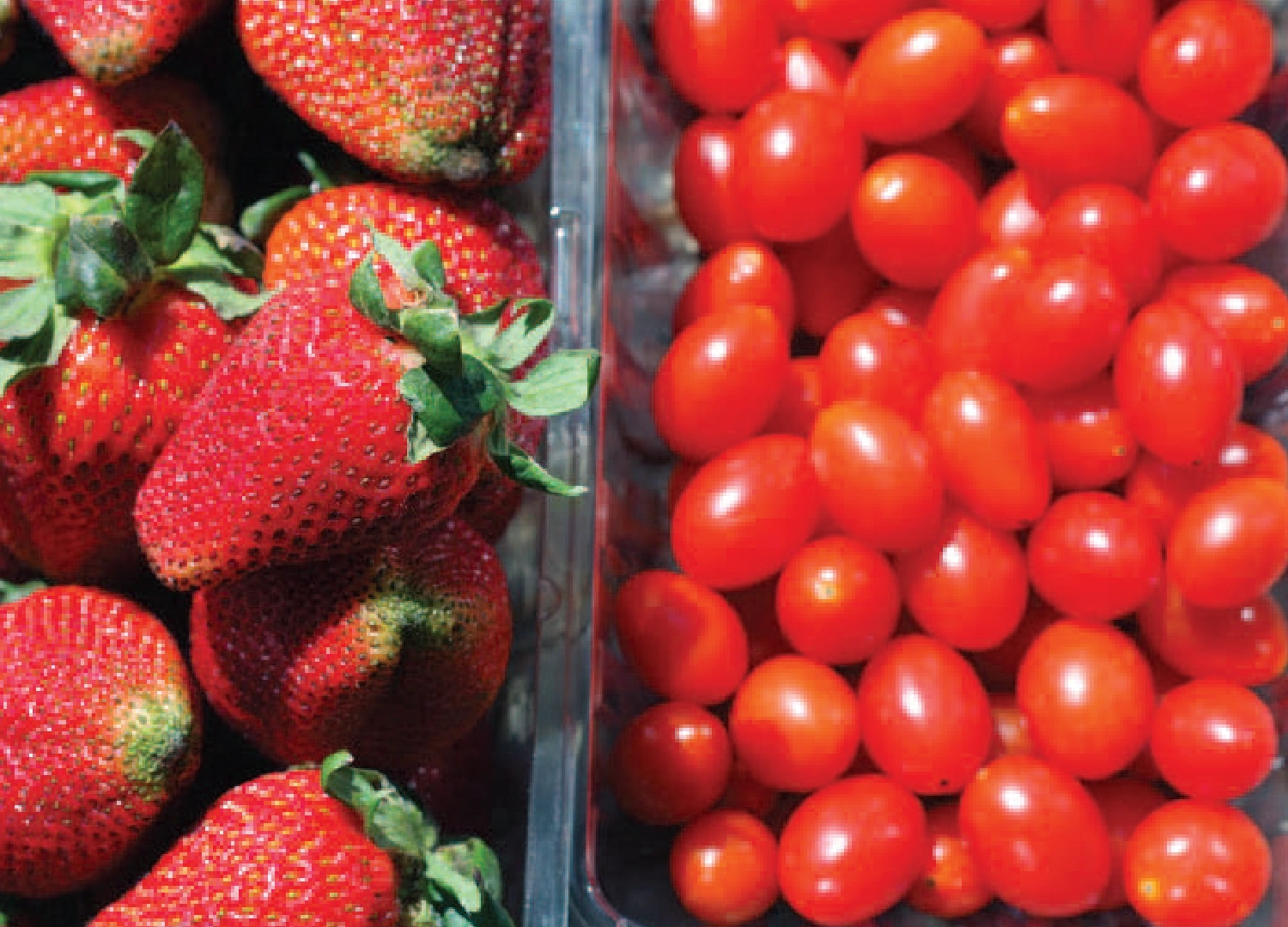 fruits-farming-in-UAE