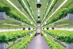 Leafy-farming-in-UAE
